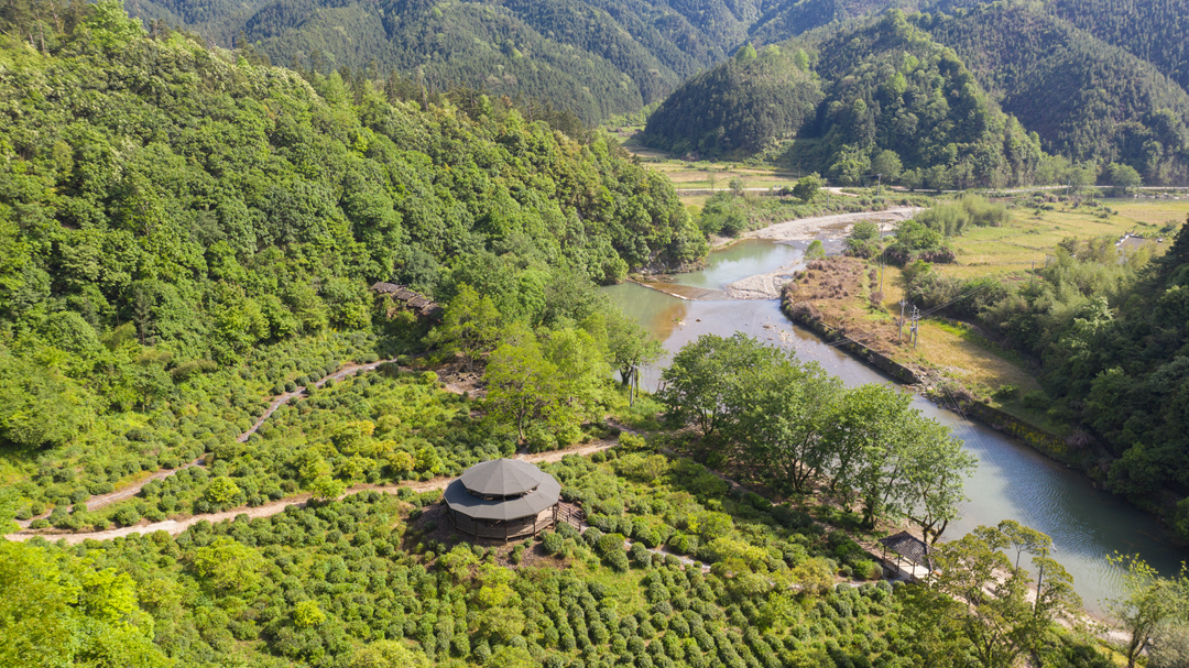 茶树资源(图2)